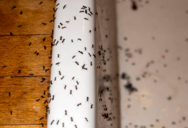 Wasp Removal Services in Capitan, NM